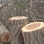 Кто и почему вырубил деревья на улице Набережной в Симферополе?
