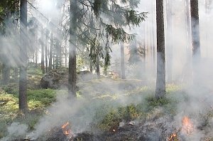 В Крыму в рамках нацпроекта «Экология» потратили 66,2 млн рублей на покупку лесопожарной техники