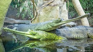 В Крыму особые природные территории охраняются крокодилами