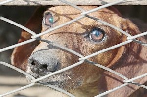 Крымских чиновников накажут за сорванные сроки строительства приюта для бездомных животных