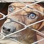 Крымских чиновников накажут за сорванные сроки строительства приюта для бездомных животных