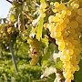 Первые в этом году 16 миллионов рублей выделены на развитие крымского виноградарства