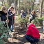700 новых уникальных растений высадили в ялтинском сквере Дружбы