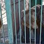 В симферопольском зооуголке рассказали, чем кормят животных на карантине