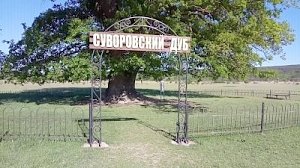 Суворовский дуб в Белогорском районе Крыма взяли под охрану государства