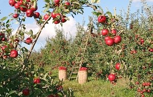 Около 30% крымских аграриев застраховали свои сады