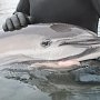 Зоозащитники зафиксировали в Крыму рост случаев выброса дельфинов на побережье