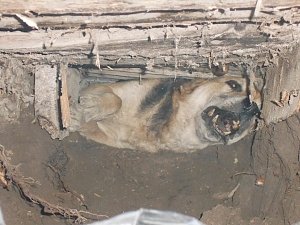 В Бахчисарае спасатели вытащили из ливнёвки застрявшую собаку