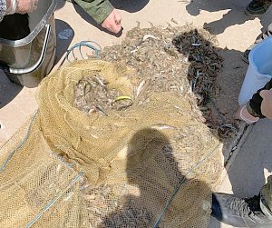 Под Керчью пограничники задержали браконьеров с уловом креветки и хамсы