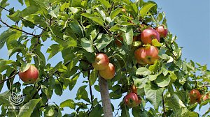 В Крыму стартовала уборочная акция яблок