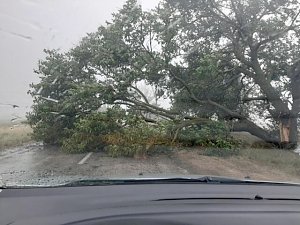 В Джанкое ураганный ветер повалил деревья