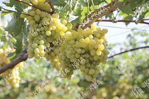 Крымские виноградари и виноделы получили почти полмиллиарда рублей господдержки