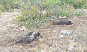 В крымском лесу произошла таинственная массовая гибель диких кабанов