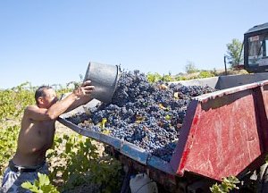 Более половины крымского винограда – собрано!