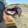 Минприроды Крыма расселяет фазанов