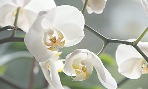 Как правильно ухаживать за орхидеей