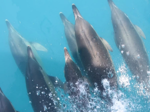 Учёные сняли, как дельфины в Крыму ухаживают за «возлюбленной»