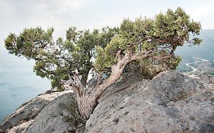 Крымский можжевельник может оказаться самым старым деревом в стране
