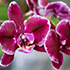 Учёные КФУ запланировали размножить редкие крымские орхидеи