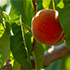 Специалист КФУ назвала самые «нитратные» фрукты и овощи
