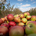 В КФУ изучат полезные свойства яблочного сидра