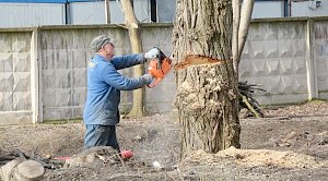 Обрезку деревьев в Симферополе остановили из-за множественных нарушений