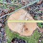 Неизвестные вырубили деревья в Судакском лесничестве на полмиллиона рублей