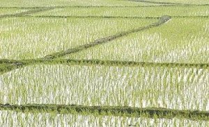 Уже в этом году крымский рис заменит импортный