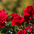 Массовое цветение роз началось в Ботаническом саду КФУ