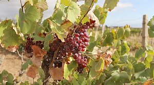 Производители винограда в Крыму рассчитывают собрать рекордный урожай в 125 тыс тонн