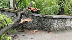 Женщина получила травмы при падении дерева в Симферополе