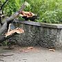 Женщина получила травмы при падении дерева в Симферополе