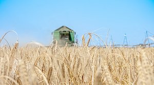 Правительство России рассмотрит запрет на вывоз зерновых