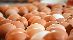 Импортные яйца прошли мимо торговых сетей на переработку