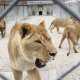В Крыму откроется единственный в Европе парк львов