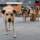 Защитники животных призывают не обвинять собак в гибели девушки в Симферополе