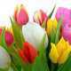 14 апреля в Никитском саду откроется парад тюльпанов