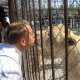 На открытии сафари-парка «Тайган» Могилева загнали в клетку со львами