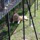 На открытии сафари-парка «Тайган» Могилева загнали в клетку со львами