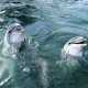 Под Феодосией – массовая гибель дельфинов