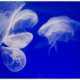 Медузы под Севастополем не представляют опасности для человека