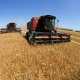 Крым потерял треть урожая зерновых