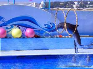 Севастопольский дельфинарий в Артбухте под угрозой закрытия