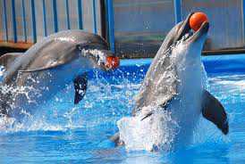 Кому выгодно закрытие дельфинария в Артбухте?