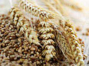 Могилёв назвал крымскую пшеницу самой качественной в Украине