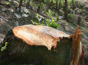 Прокуратура разбирается, кто вырубил деревья возле водохранилища в Бахчисарае