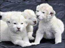 В «Тайгане» посетителям покажут белых львят