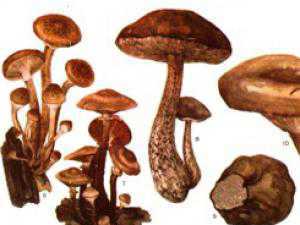 Под Алуштой отравились грибами пять киевлян
