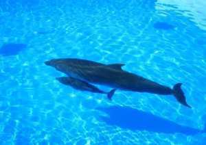 В Севастопольском дельфинарии пополнение: там родился очаровательный дельфинёнок Сева