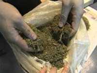 Милиция изъяла у жителя Севастополя 10 килограммов марихуаны